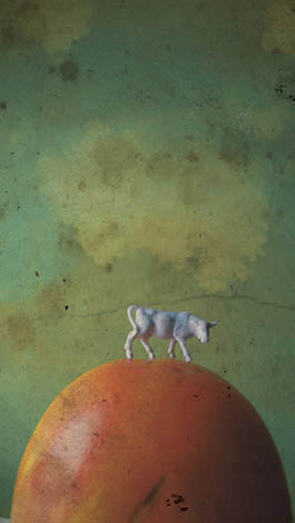 mucca