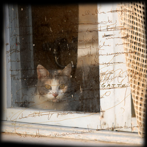 gatto