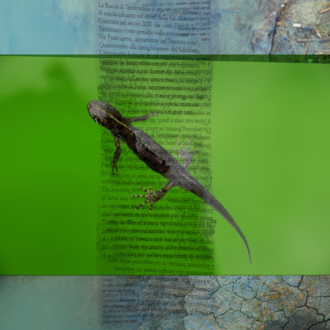 salamandra